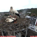 09_10-nest.jpg