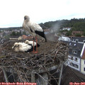 09_15-nest.jpg