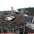 09_20-nest.jpg