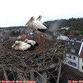09_25-nest.jpg