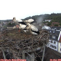09_30-nest.jpg