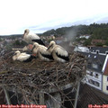 09_35-nest.jpg