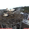 09_40-nest.jpg