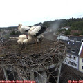 09_45-nest.jpg