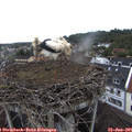 09_50-nest.jpg