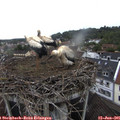 09_55-nest.jpg