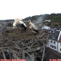10_00-nest.jpg