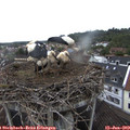 10_05-nest.jpg