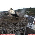 10_10-nest.jpg