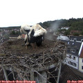 10_15-nest.jpg
