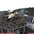 10_20-nest.jpg
