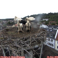 10_25-nest.jpg