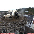 10_30-nest.jpg