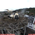 10_35-nest.jpg
