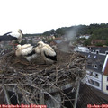 10_40-nest.jpg