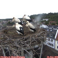 10_45-nest.jpg