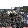 10_50-nest.jpg