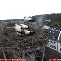 10_55-nest.jpg