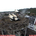 11_00-nest.jpg