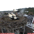 11_05-nest.jpg