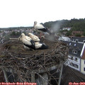 11_10-nest.jpg