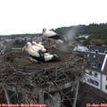 11_15-nest.jpg