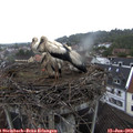 11_20-nest.jpg