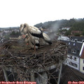 11_25-nest.jpg