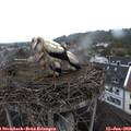 11_30-nest.jpg