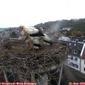 11_35-nest.jpg