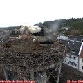 11_40-nest.jpg