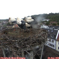 11_45-nest.jpg