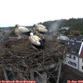 11_50-nest.jpg