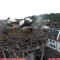 11_55-nest.jpg