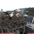 12_00-nest.jpg