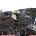 12_05-nest.jpg