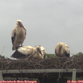 12_10-mast.jpg