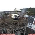 12_10-nest.jpg