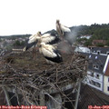 12_15-nest.jpg