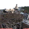 12_20-nest.jpg