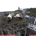 12_25-nest.jpg