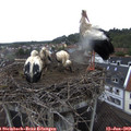 12_30-nest.jpg