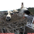 12_35-nest.jpg