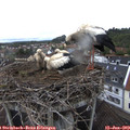 12_40-nest.jpg