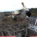 12_45-nest.jpg