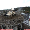 12_50-nest.jpg