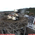 12_55-nest.jpg