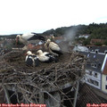 13_00-nest.jpg