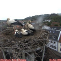 13_05-nest.jpg