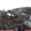 13_10-nest.jpg